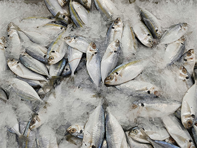 Fresh Fish
